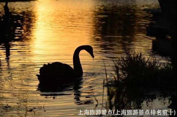 上海旅游景点(上海旅游景点排名前十)