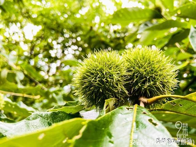 安吉旅游攻略(安吉旅游)