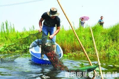 襄阳那里有养殖黄鳝