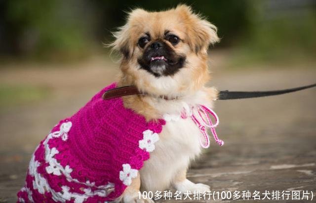 100多种名犬排行(100多种名犬排行图片)