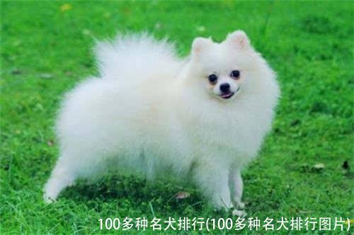 100多种名犬排行(100多种名犬排行图片)