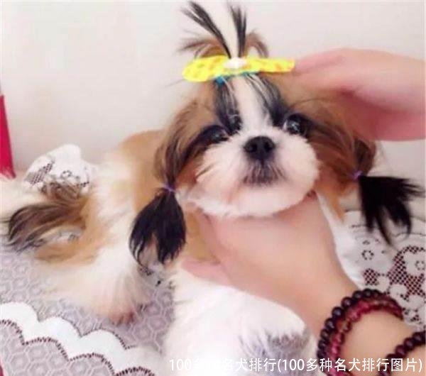 100多种名犬排行(100多种名犬排行图片)