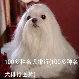 100多种名犬排行(100多种名犬排行图片)