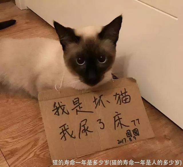 猫的寿命一年是多少岁(猫的寿命一年是人的多少岁)