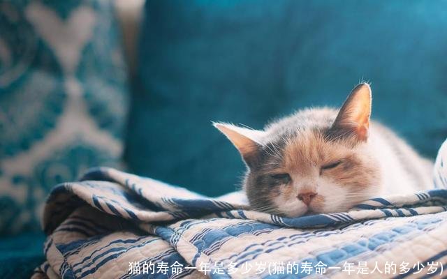 猫的寿命一年是多少岁(猫的寿命一年是人的多少岁)