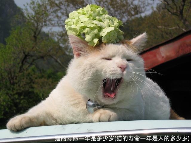 猫的寿命一年是多少岁(猫的寿命一年是人的多少岁)