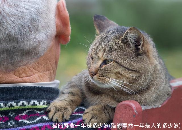 猫的寿命一年是多少岁(猫的寿命一年是人的多少岁)