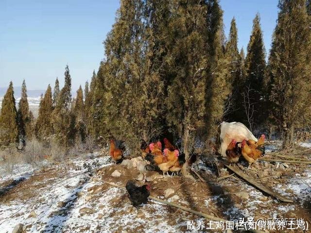 散养土鸡围栏(如何散养土鸡)