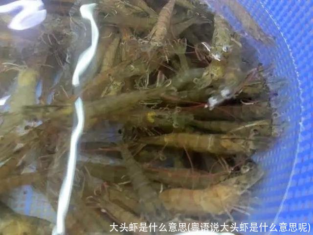 大头虾是什么意思(粤语说大头虾是什么意思呢)