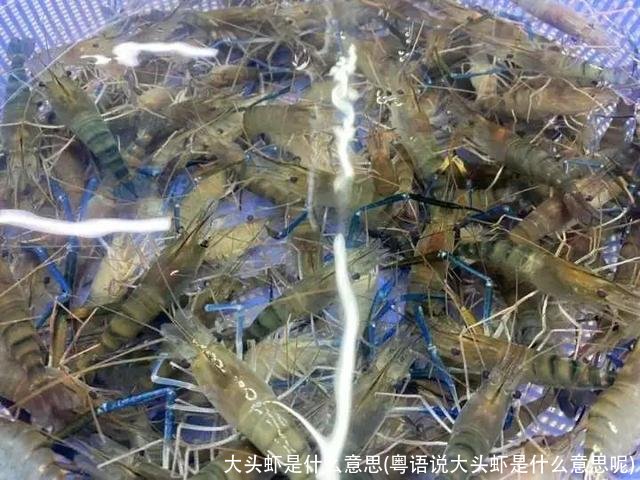 大头虾是什么意思(粤语说大头虾是什么意思呢)