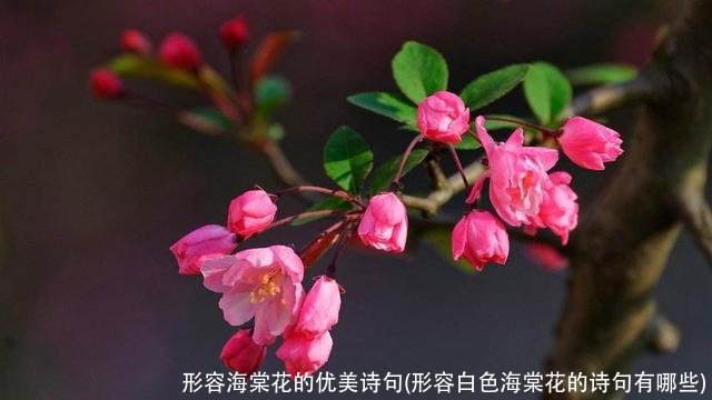 形容海棠花的优美诗句(形容白色海棠花的诗句有哪些)