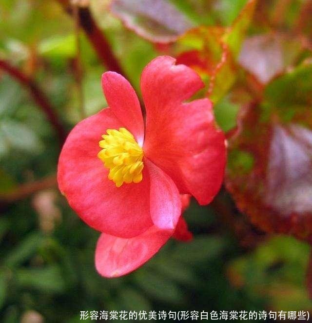 形容海棠花的优美诗句(形容白色海棠花的诗句有哪些)