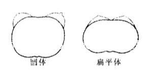 内衣75a和75b谁大(34的内衣是75A还是75B)