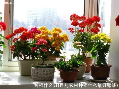 种植什么好(目前农村种植什么最好赚钱)