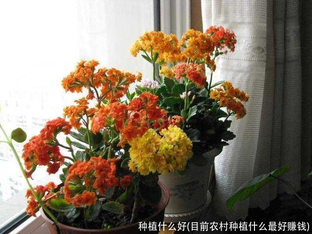 种植什么好(目前农村种植什么最好赚钱)