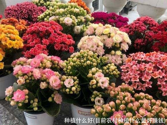 种植什么好(目前农村种植什么最好赚钱)