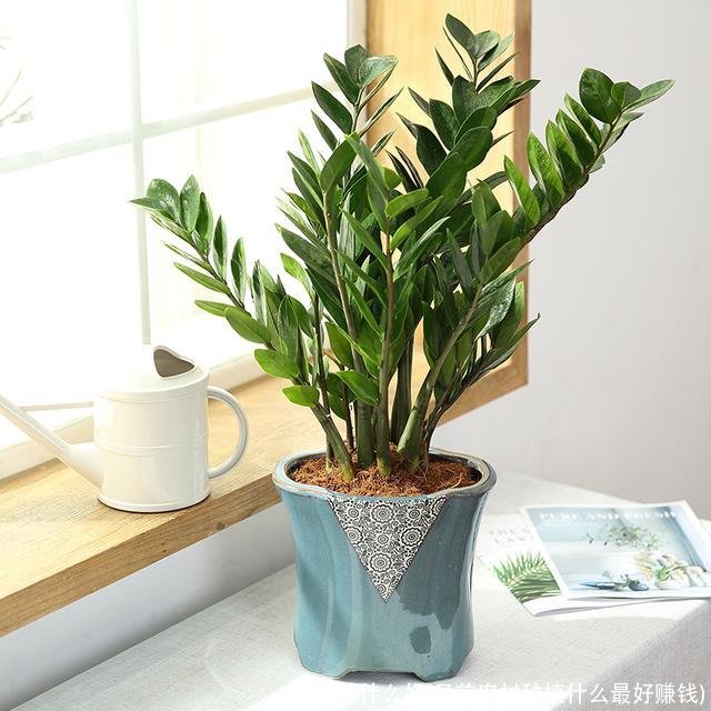 种植什么好(目前农村种植什么最好赚钱)