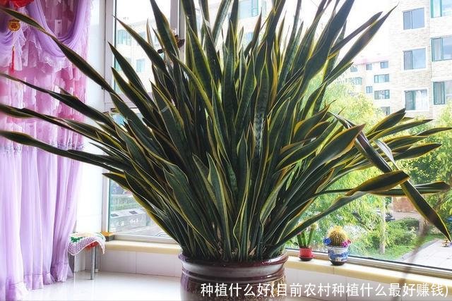 种植什么好(目前农村种植什么最好赚钱)