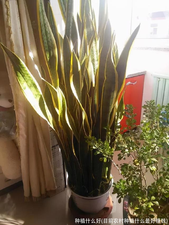 种植什么好(目前农村种植什么最好赚钱)