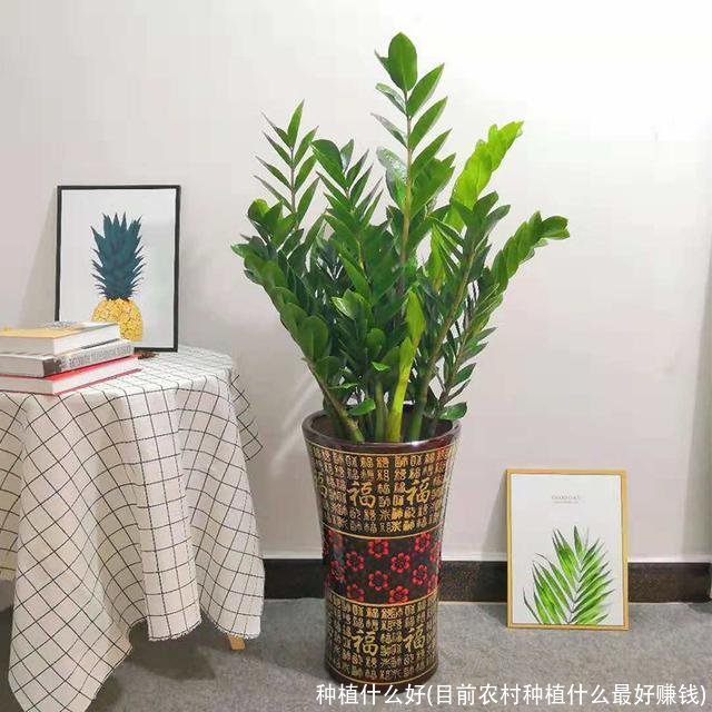 种植什么好(目前农村种植什么最好赚钱)