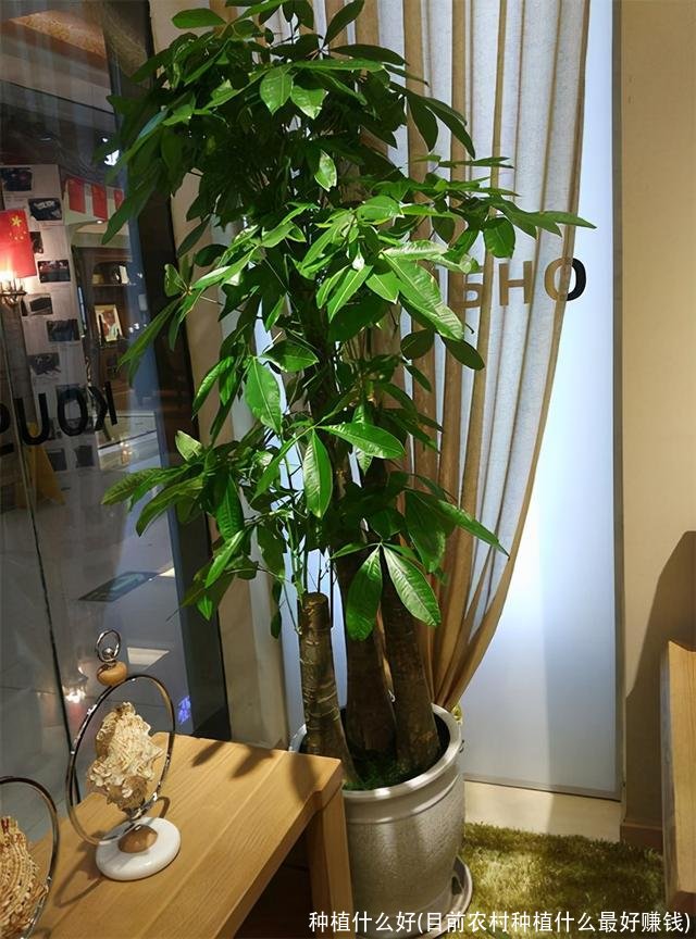 种植什么好(目前农村种植什么最好赚钱)