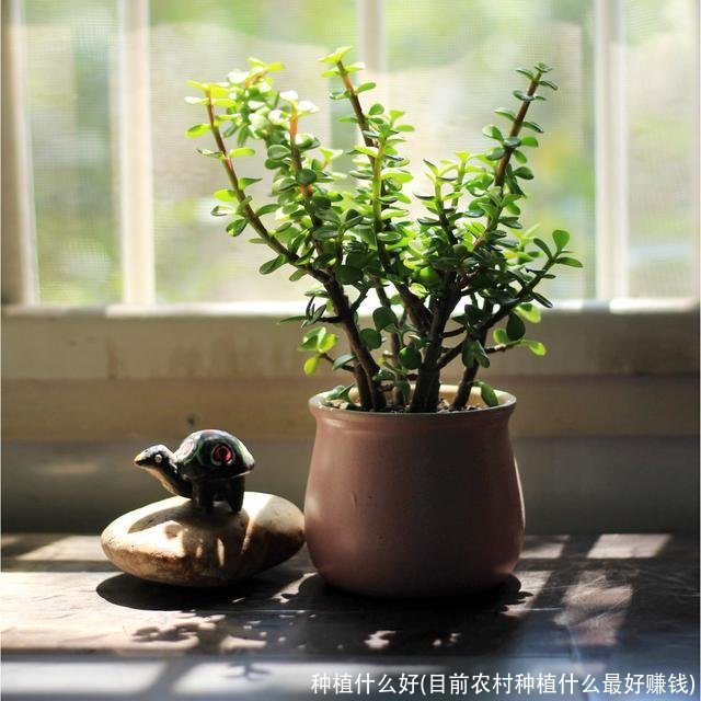 种植什么好(目前农村种植什么最好赚钱)