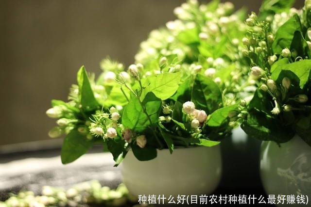 种植什么好(目前农村种植什么最好赚钱)