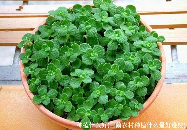 种植什么好(目前农村种植什么最好赚钱)