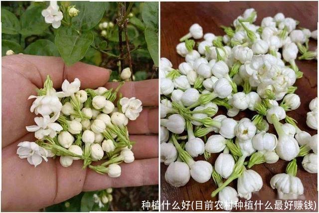 种植什么好(目前农村种植什么最好赚钱)