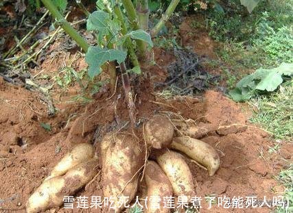 雪莲果吃死人(雪莲果煮了吃能死人吗)