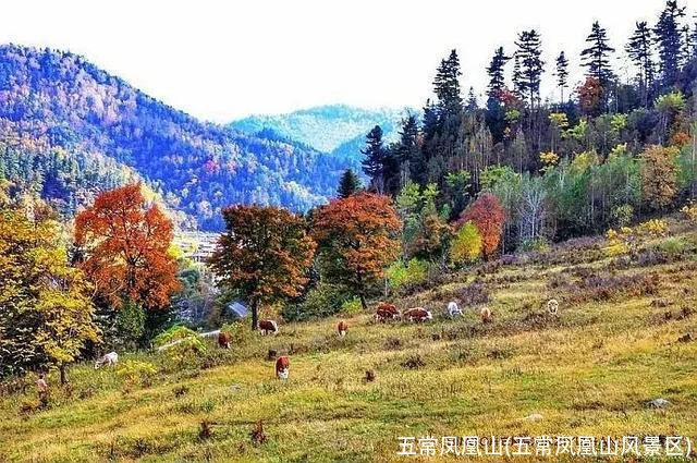 五常凤凰山(五常凤凰山风景区)