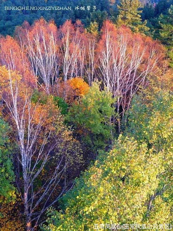 五常凤凰山(五常凤凰山风景区)