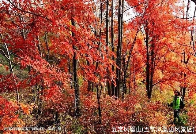 五常凤凰山(五常凤凰山风景区)