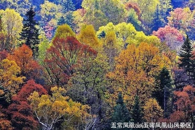 五常凤凰山(五常凤凰山风景区)