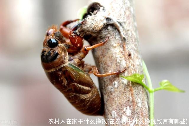 农村人在家干什么挣钱(在农村干什么挣钱致富有哪些)