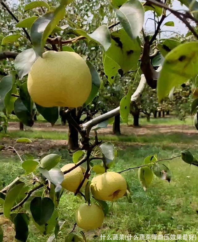 什么蔬菜(什么蔬菜降血压效果最好)