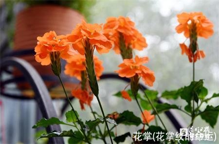 花掌(花掌纹的命运)