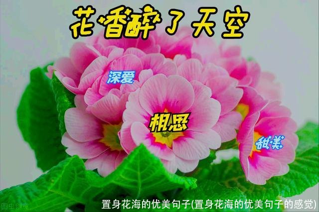 置身花海的优美句子(置身花海的优美句子的感觉)