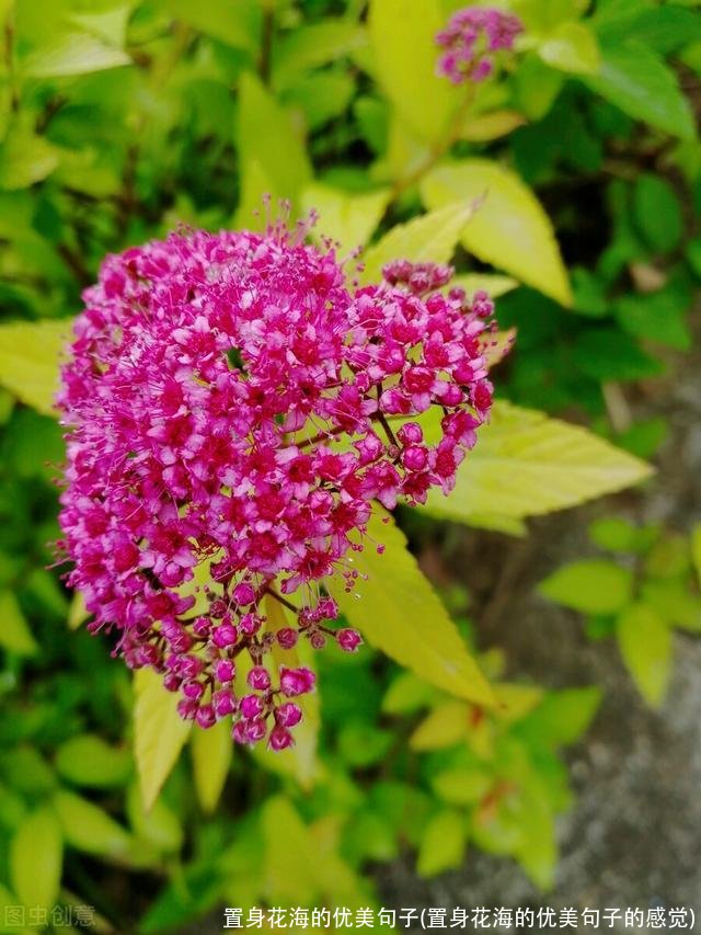 置身花海的优美句子(置身花海的优美句子的感觉)