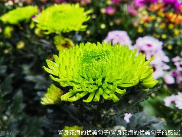 置身花海的优美句子(置身花海的优美句子的感觉)