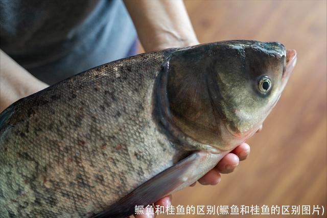 鳜鱼和桂鱼的区别(鳜鱼和桂鱼的区别图片)