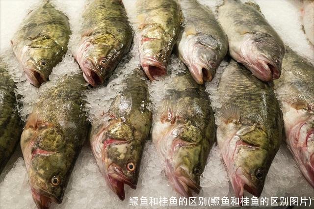 鱖(guì)魚,桂魚,鮭魚是不是同一種魚?