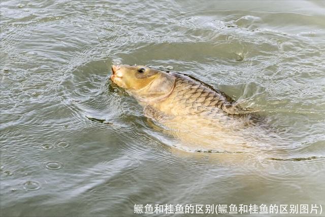 鳜鱼和桂鱼的区别(鳜鱼和桂鱼的区别图片)