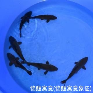 锦鲤寓意(锦鲤寓意象征)