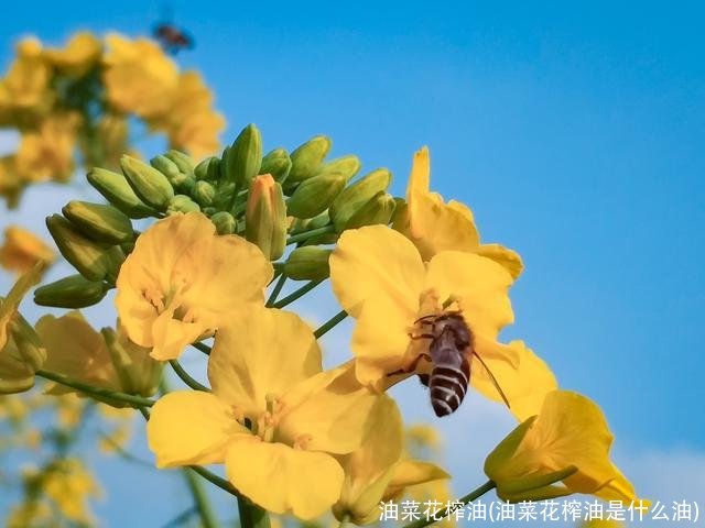 油菜花榨油(油菜花榨油是什么油)