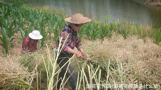 油菜花榨油(油菜花榨油是什么油)