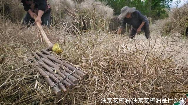 油菜花榨油(油菜花榨油是什么油)