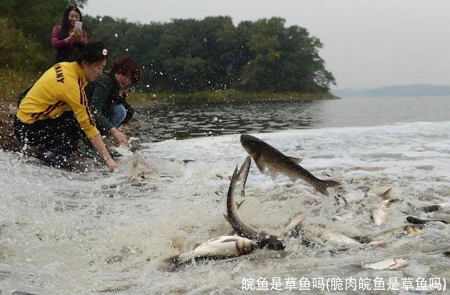 皖鱼是草鱼吗(脆肉皖鱼是草鱼吗)