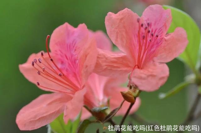 杜鹃花能吃吗(红色杜鹃花能吃吗)