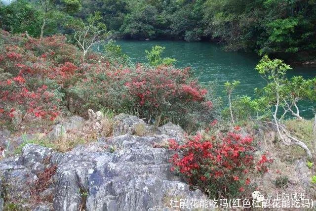 杜鹃花能吃吗(红色杜鹃花能吃吗)